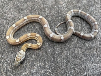 Caramel Motley Corn Snake for sale 