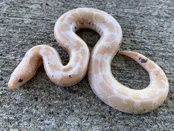 Black and White Kenyan Sand Boa for Sale