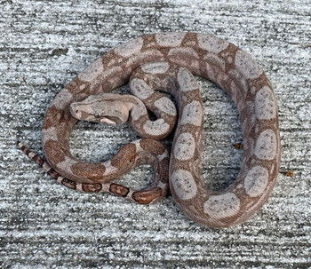 Hogg Island Boa Constrictor (Boa constrictor constrictor) 
