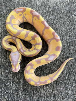 Coral Glow ENCHI Ball Python for sale (Python regius)