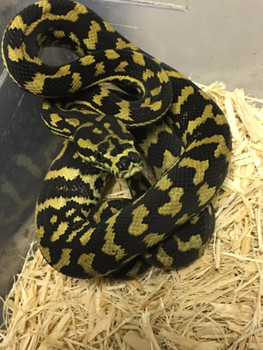 Jungle Carpet Pythons for sale | Snakes at Sunset