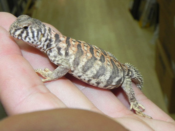uromastyx for sale craigslist