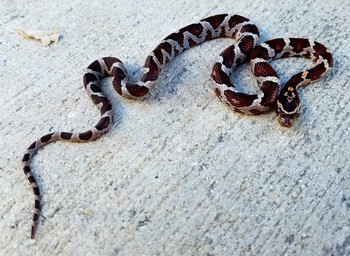 Miami Phase Corn Snake