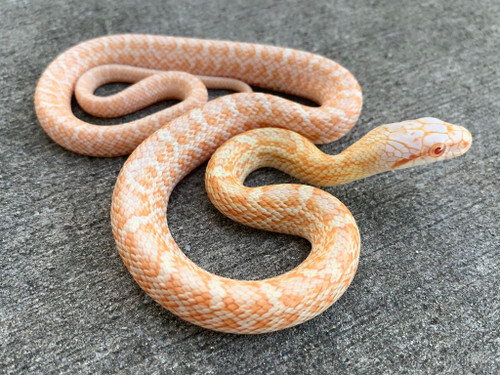 Albino Japanese Rat Snakes for Sale | Snakes at Sunset