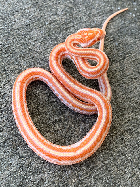 ghost tessera corn snake