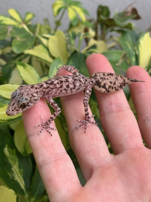 Leaf Tail Gecko for sale