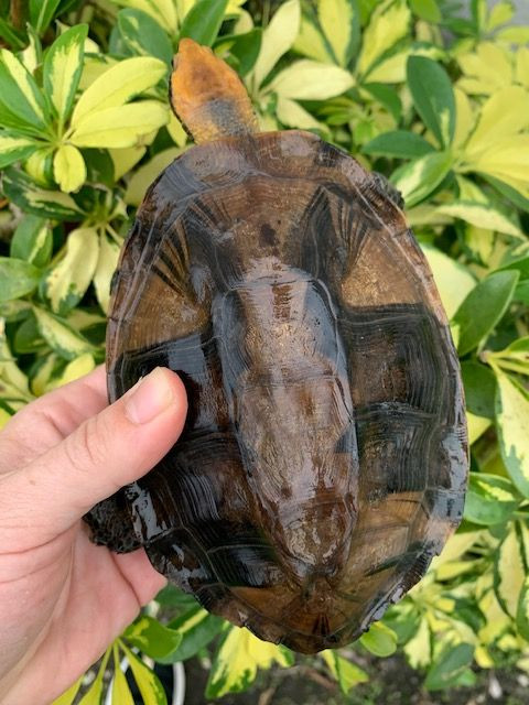 Twistneck Turtles for sale | Snakes at Sunset