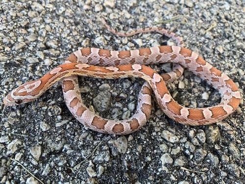 Strawberry Anerythristic Corn Snakes for sale