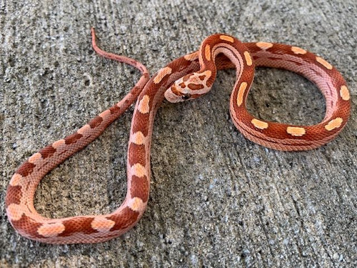 Hypo Motley Corn Snake for sale | Snakes at Sunset