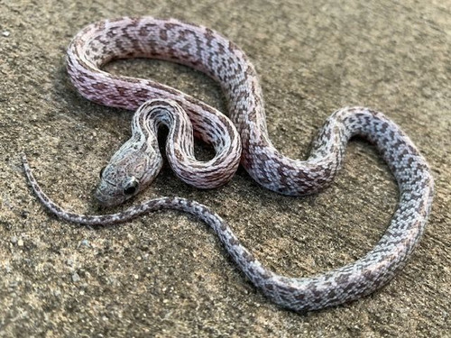 Shatter Corn SNake for sale