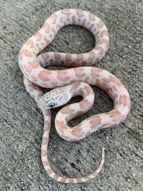 Shatter Corn SNake for sale