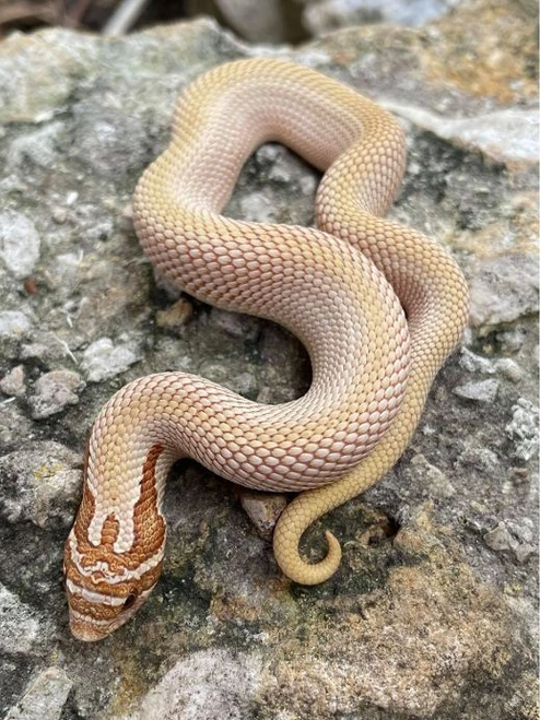 Toffee Super Anaconda Western Hog Nose for sale