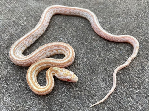 Butter Tessera Corn Snake for sale | Snakes at Sunset