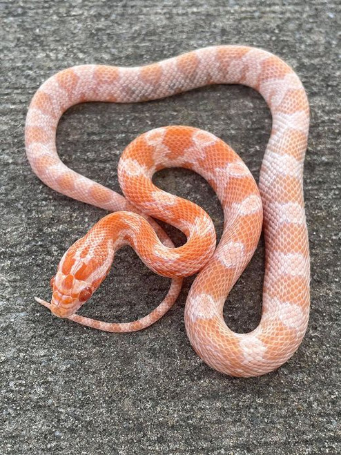 Mandarin Corn Snake for sale | Snakes at Sunset