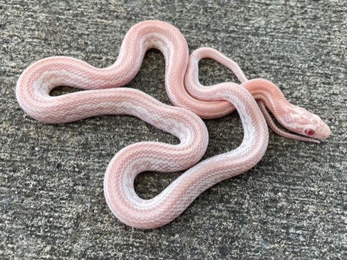Candy Cane Tessera Corn Snake for sale