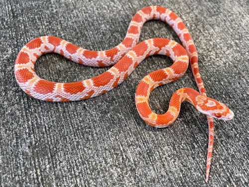 Amel Sunkiss Cornsnake for sale