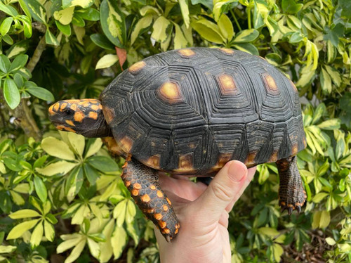 Female Cherry Head Tortoise