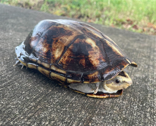 Scorpion Mud Turtle for sale