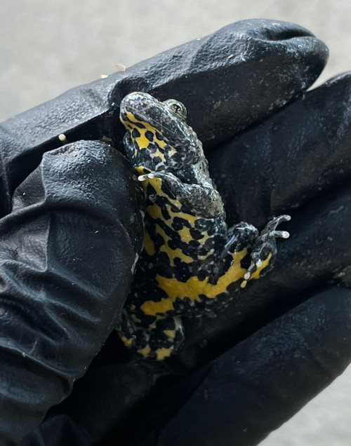 Yellow Belly Toads for sale