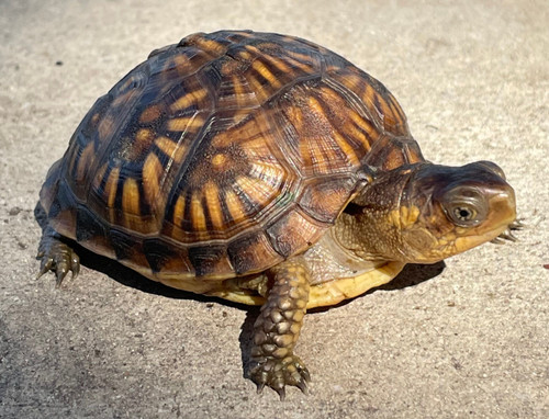 Eastern Box Turtle for sale 