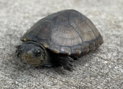 baby mud turtle