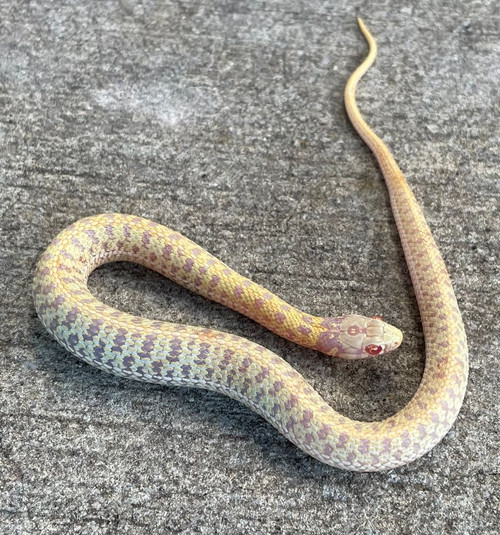 garter snakes for sale at petco