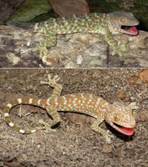 Tokay Geckos for sale