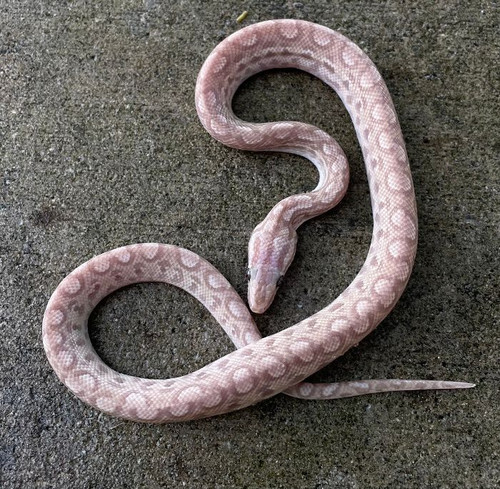 Colombian Rainbow Boas