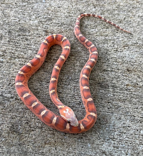 Scaleless Corn Snake (Elaphe guttata) for sale