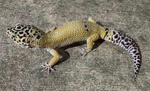  Leopard Gecko for sale (Eublepharis macularius) MALE #20