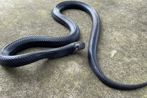 Black Milk Snake for sale (Lampropeltis gaigae) - ADULT