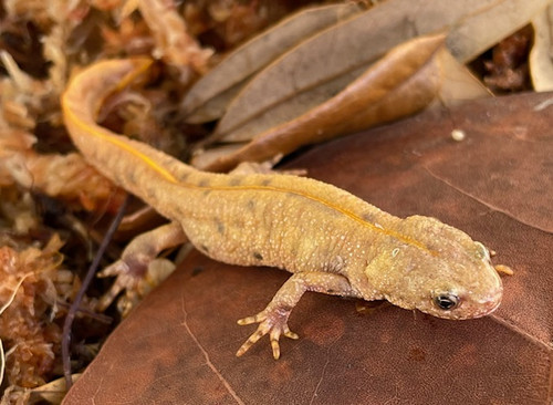 Italian crested newt (Triturus carnifex)