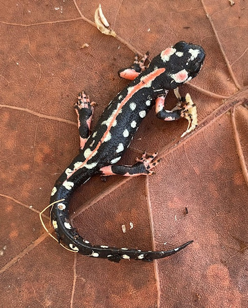 Iranian Kaiser Newt for (Neurergus kaiseri) 