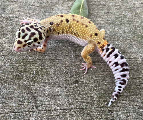 Fancy  Leopard Gecko for sale (Eublepharis macularius) Female #52