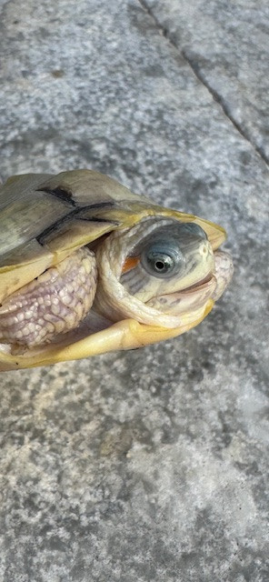Paradox Red Ear Slider Turtles for sale | Snakes at Sunset