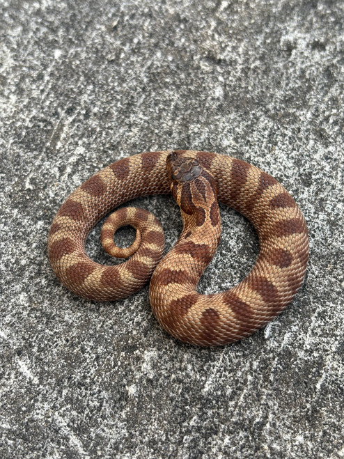 Sable Anaconda Hognose for sale