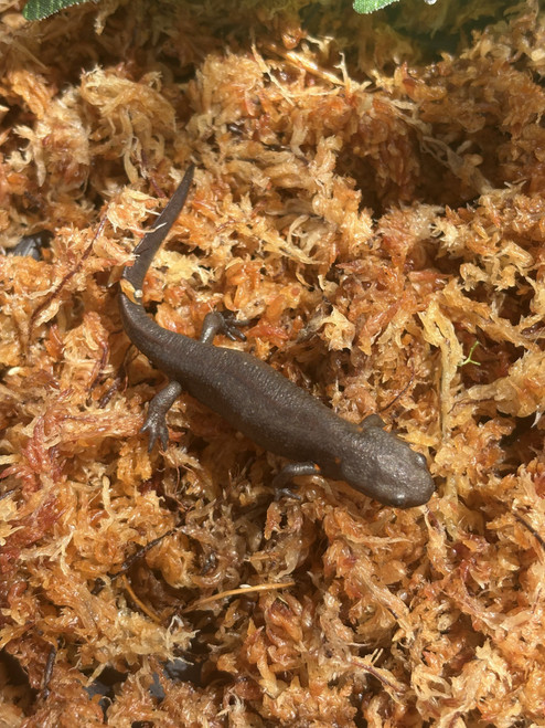 Chinese fire belly newt (Cynops orientalis) Chinese fire belly newt (Cynops orientalis)