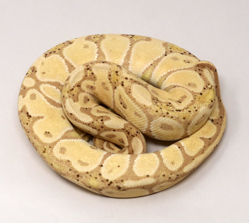 Coral Glow Ball Python  for sale   (Python regius)FEMALE F3c-78