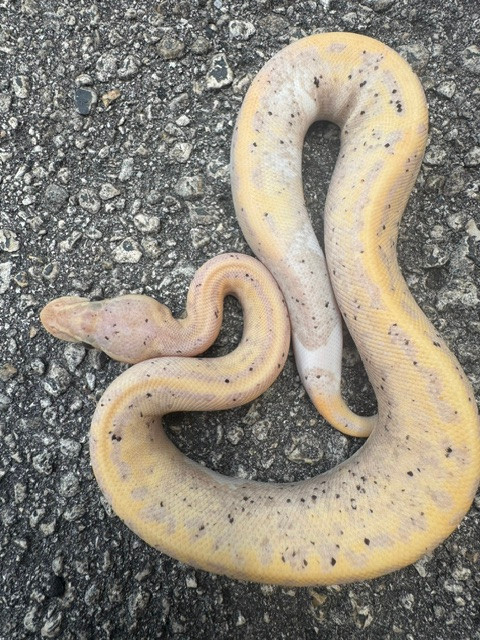 Coral Glow Piebald Ball Python for sale