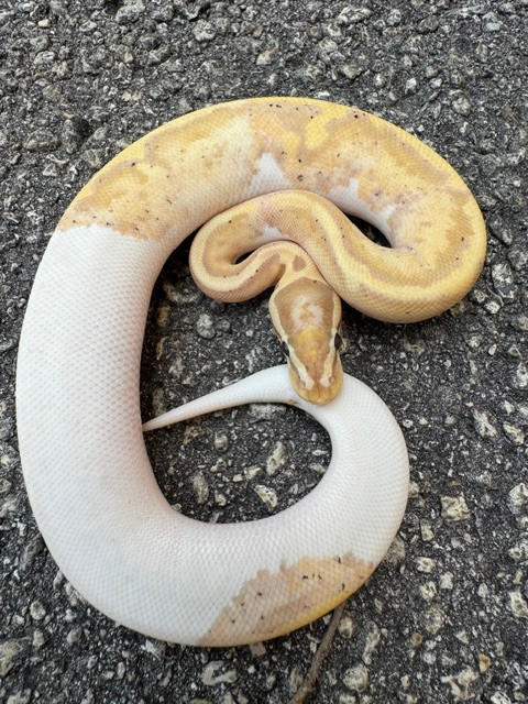 Coral Glow Piebald Ball Python for sale