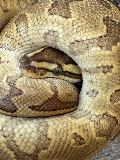 Funky Ball Pythons for sale   (Python regius) #2