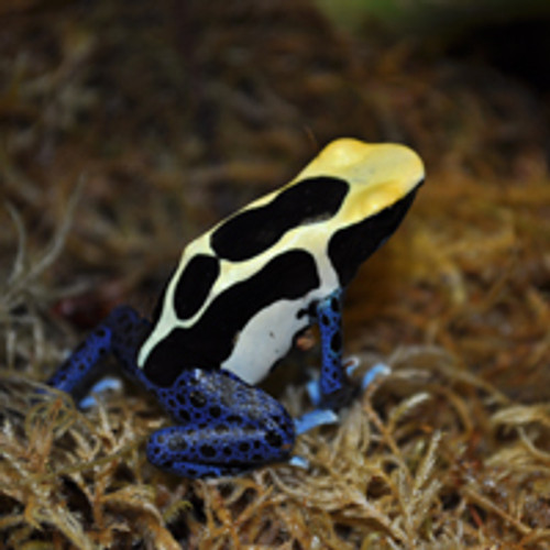 Cobalt Dart Frog  For Sale - Dendrobates tinctorius Cobalt Dart Frog  For Sale - Dendrobates tinctorius