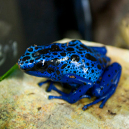 Blue Azureus Dart Frogs For Sale  - Dendrobates azureus