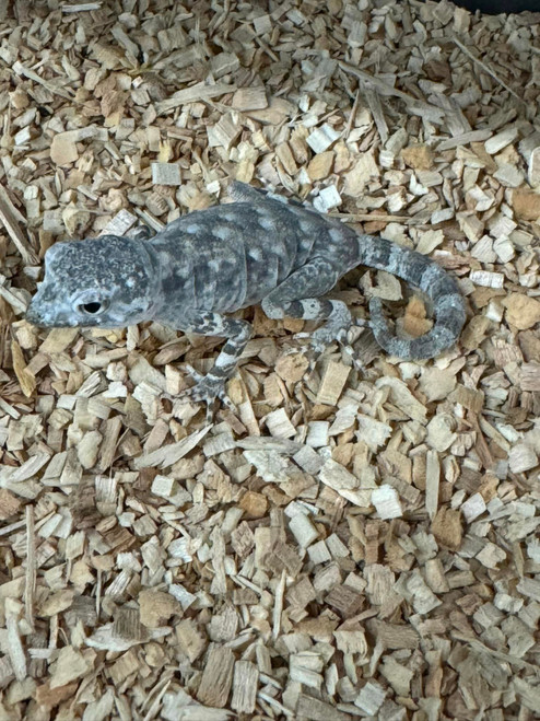 Scorpion Geckos for sale (Pristurus carteri) baby/juvenile -