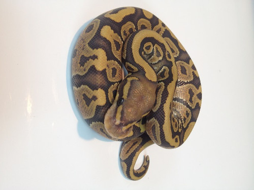 Orange Ghost Ball Python for sale