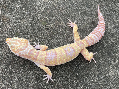 Adult Albino Leopard Gecko for sale