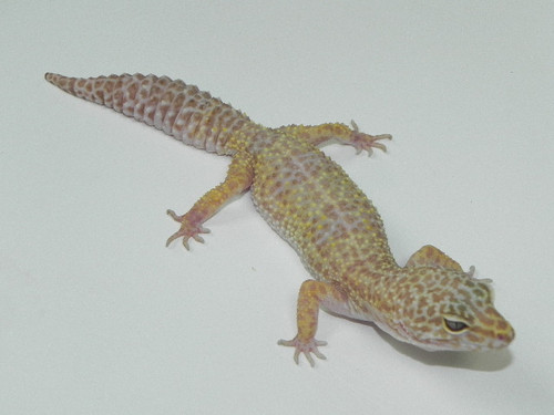 Albino Leopard Gecko for sale