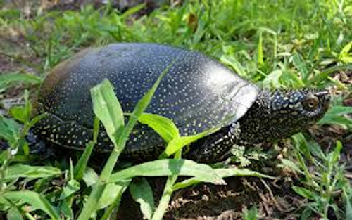 European Pond Turtles for sale