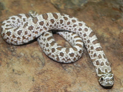 cheap western hognose snake for sale