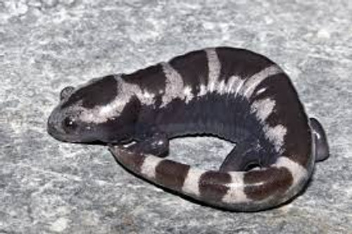 Marble Salamander for sale